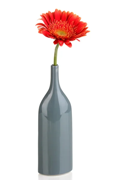 Beautiful gerbera in vase isolated on white — Stock Photo, Image