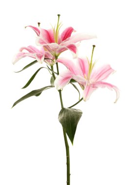 Güzel pembe zambak, beyaz üzerine izole edilmiş.