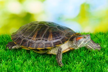red ear turtle on grass on bright background clipart
