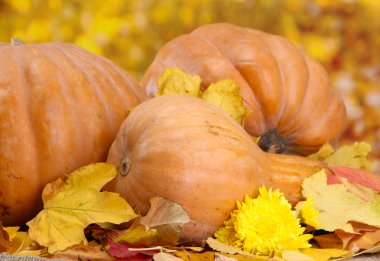 kabaklar ve sonbahar yaprakları, Sarı zemin üzerine