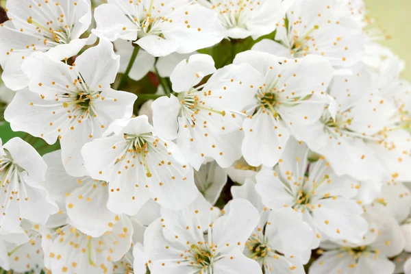 Beautiful cherry blossom on green background — Stock Photo, Image