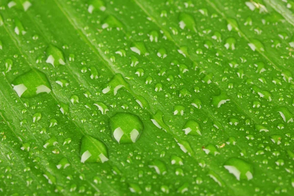 Schönes grünes Blatt mit Wassertropfen aus nächster Nähe — Stockfoto