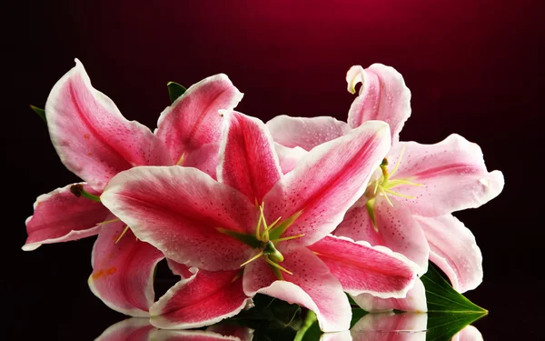 Beautiful lily, on pink background — Stock Photo, Image