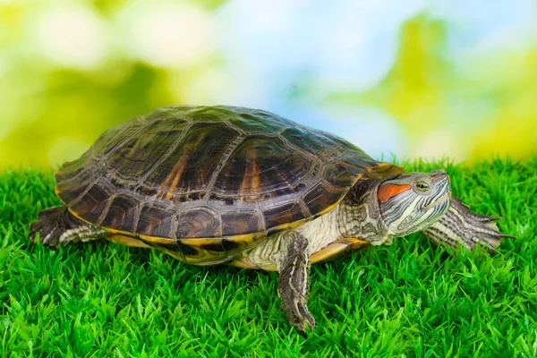 Rote Ohrenschildkröte auf Gras vor hellem Hintergrund — Stockfoto