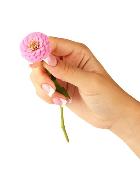 Flor rosa com a mão da mulher no fundo branco — Fotografia de Stock