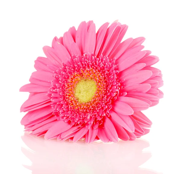 Pink gerbera isolated on white — Stock Photo, Image