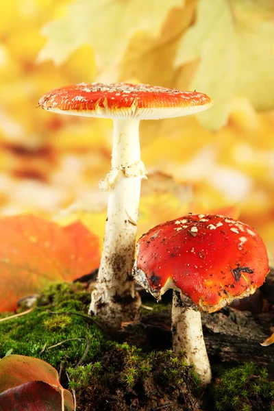 Red amanitas with moss, on autumn yellow background — Stock Photo, Image