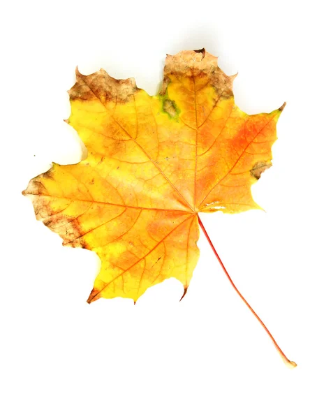 Ragyogó őszi juharlevél, elszigetelt fehér — Stock Fotó