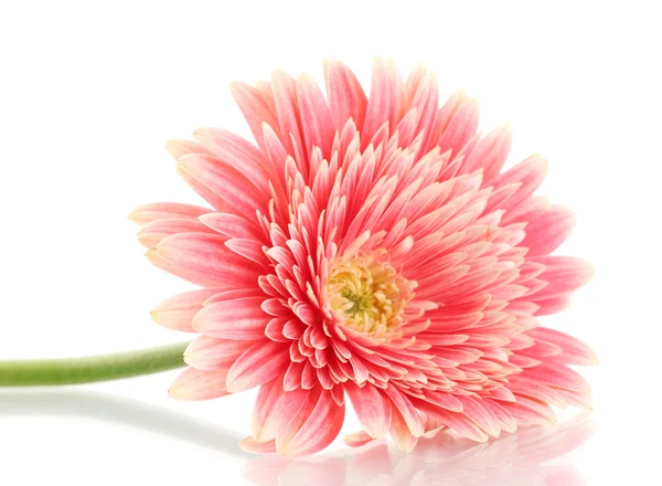 Bela flor de gerbera isolada em branco — Fotografia de Stock