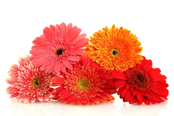 Hermosas flores de gerberas aisladas en blanco — Foto de Stock