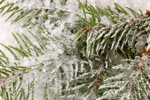 积雪覆盖的云杉 — 图库照片