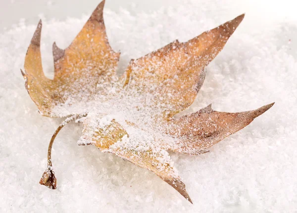 düşmüş yaprağına snow
