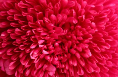 Aster çiçek pembe, yakın çekim