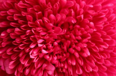 pink aster flower, close up