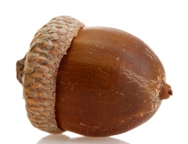 beyaz izole kahverengi meşe palamudu