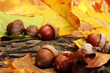 Sonbahar yapraklarında kahverengi meşe palamutları, yakın
