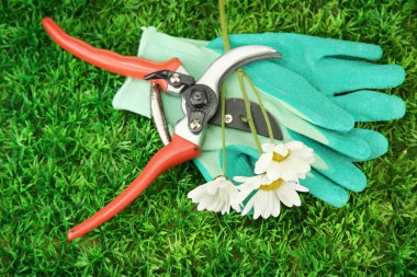 secateurs yeşil çim zemin çiçek
