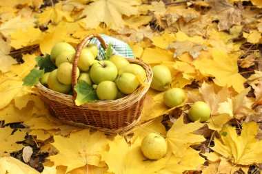 Bahçe sonbahar yaprakları üzerinde olgunlaşmış taze elma sepeti