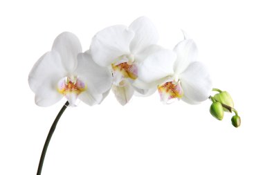 güzel orkide, üzerinde beyaz izole