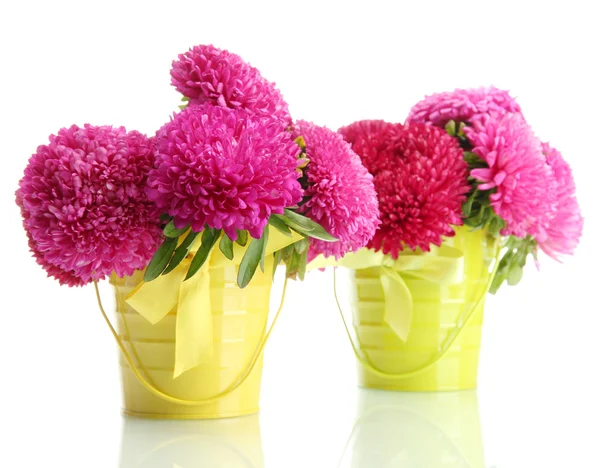 Pink aster flowers in pails, isolated on white — Stock Photo, Image