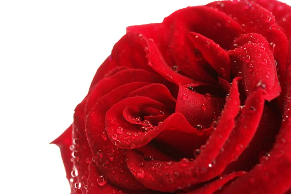 Rosa vermelha isolado no branco — Fotografia de Stock