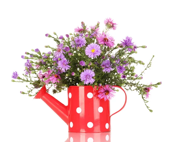 Красивый букет фиолетовых цветов в банке полива изолированы на белом — стоковое фото
