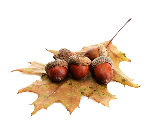 Brown acorns on autumn leaf, isolated on white — Stock Photo, Image