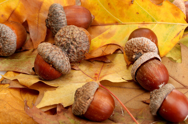 brown acorns on autumn leaves, close up