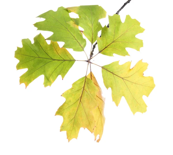 Twig of oak with autumn yellow leaves, isolated on white — Stock Photo, Image