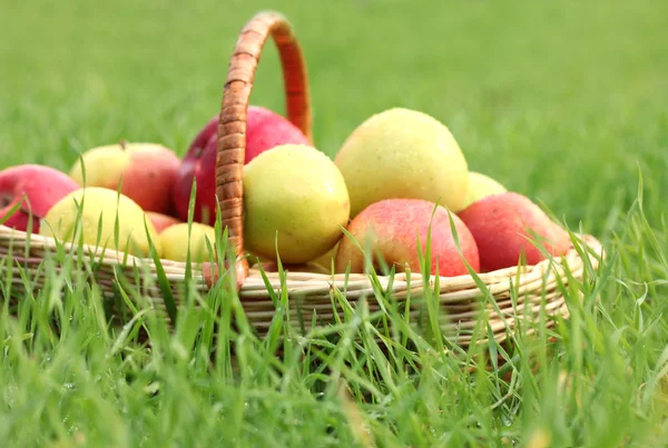 Korb mit frischen reifen Äpfeln im Garten auf grünem Gras — Stockfoto