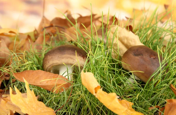 Mushrooms in grass on bright background — Stock Photo, Image