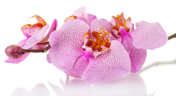Krásná růžová orchidej, izolované na bílém — Stock fotografie