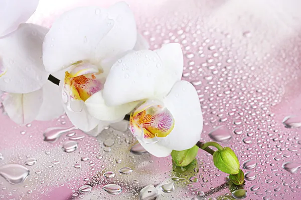 Weiße schöne Orchidee mit Tropfen auf rosa Hintergrund — Stockfoto