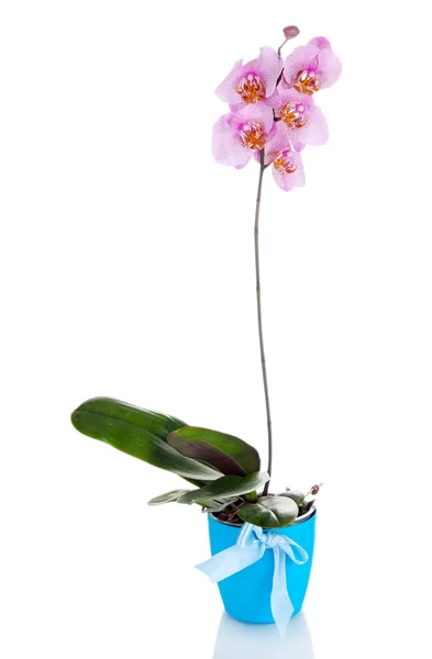 Mooie roze orchid, geïsoleerd op wit — Stockfoto