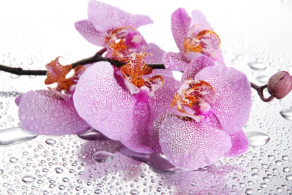 Krásné růžové orchideje s kapkami — Stock fotografie