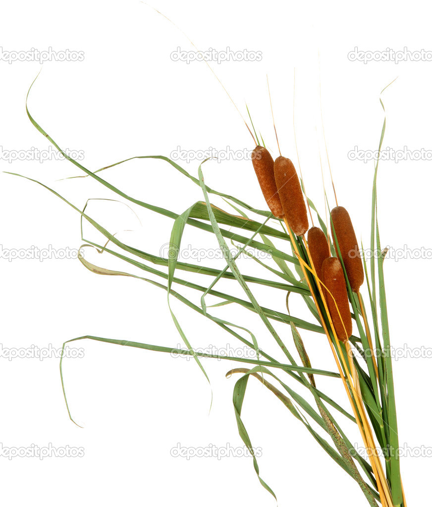 reeds, isolated on white