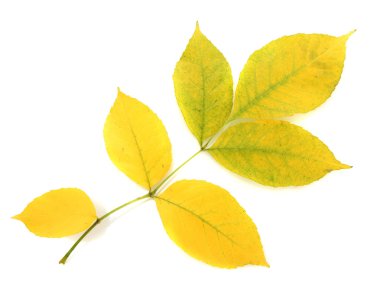 beyaz izole parlak sonbahar yaprakları