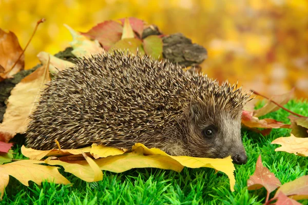 Erizo en hojas de otoño en el bosque — Foto de Stock