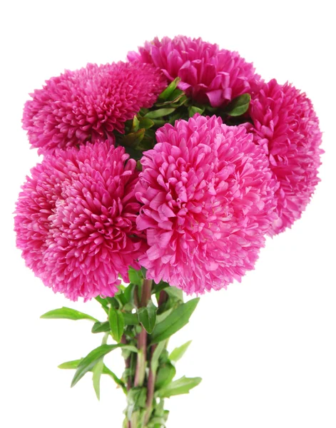 Roze aster bloemen, geïsoleerd op wit — Stockfoto