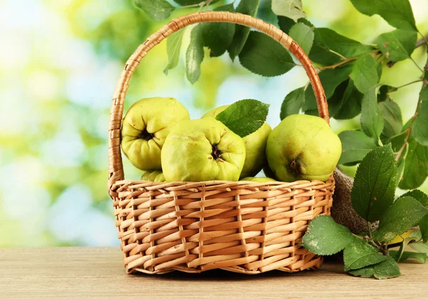 Sweet quinces with leaves in basket, on green background — Stock Photo, Image
