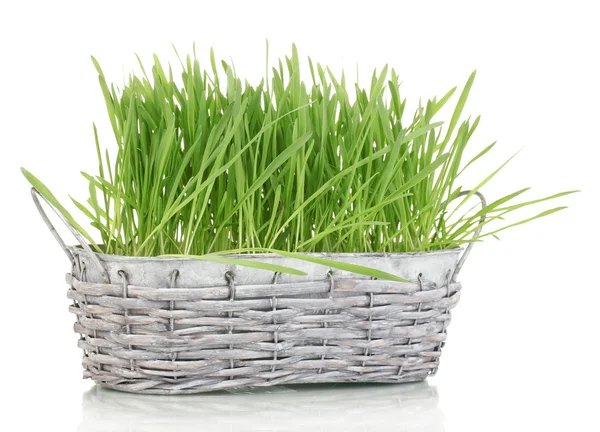 Zielona trawa w kosz na białym tle — Zdjęcie stockowe