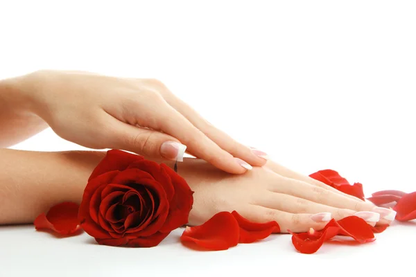 Beautiful woman hands with rose, isolated on white — Stock Photo, Image