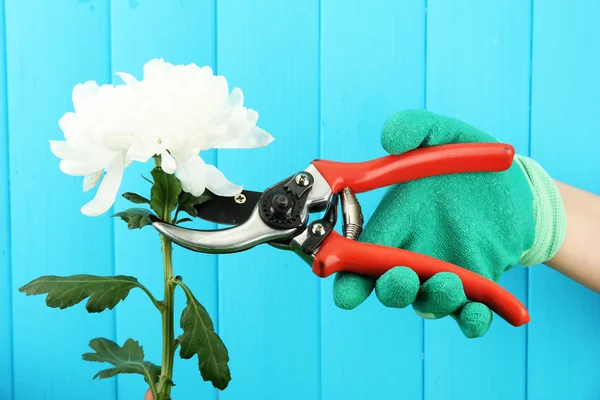 Secateurs with flower on fence background — Stock Photo, Image