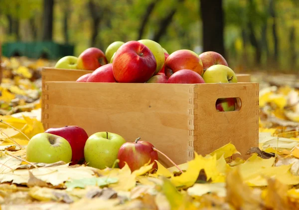 Cajas de manzanas frescas maduras en el jardín en hojas de otoño — Foto de Stock