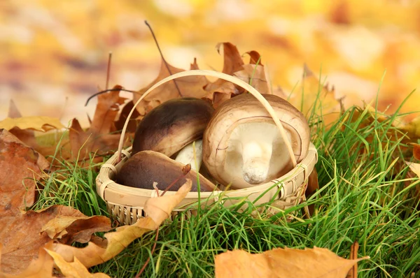 Champignons dans le panier en osier sur l'herbe sur fond lumineux — Photo