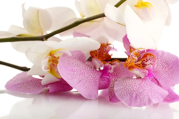 Hermosas orquídeas, aisladas en blanco — Foto de Stock
