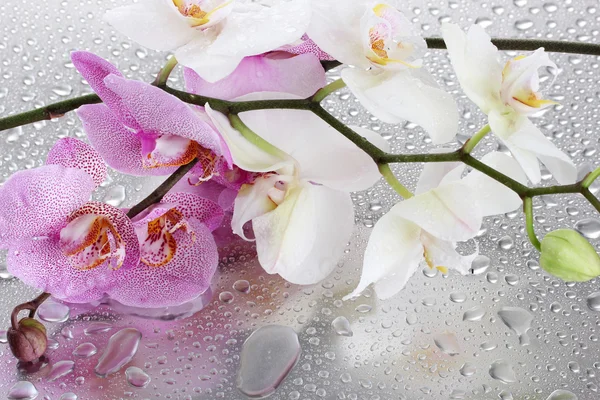 Růžové a bílé krásné orchideje s kapkami — Stock fotografie