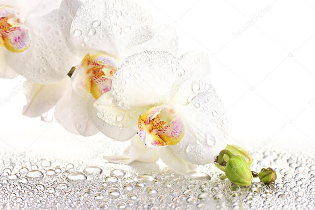 White beautiful orchid with drops — Stock Photo © belchonock 15987111