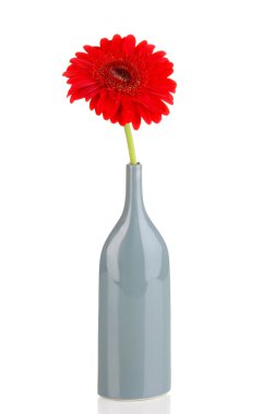 güzel gerbera cam aranjman beyaz izole