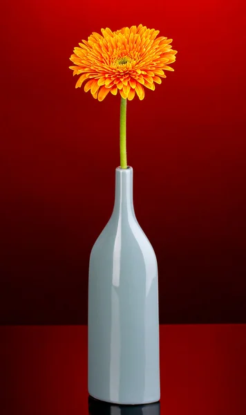 Beautiful gerbera in vase on red background — Stock Photo, Image